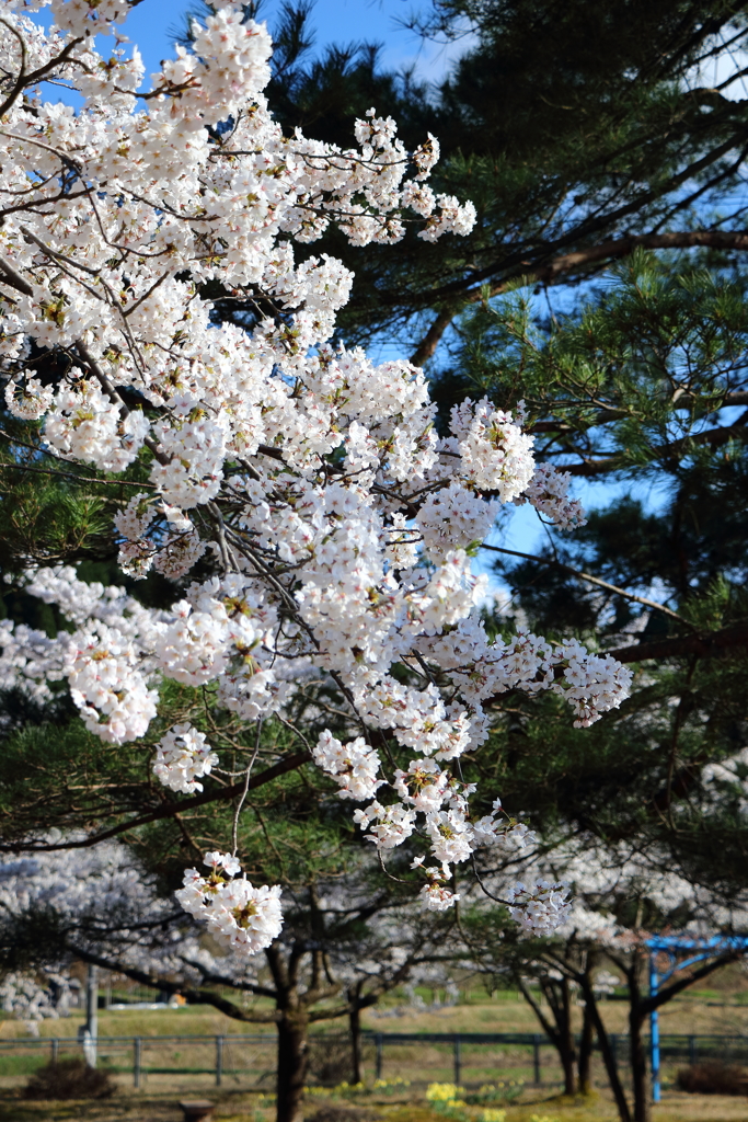 新潟県岩船郡　関川村　2017/4/23