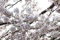 新潟市中央区　西大畑付近　2017/4/10