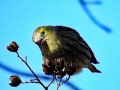 s-マヒワ　♀１