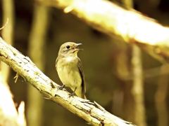 オオルリ♀　