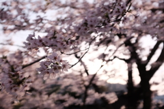 揺れる光とはなびらと