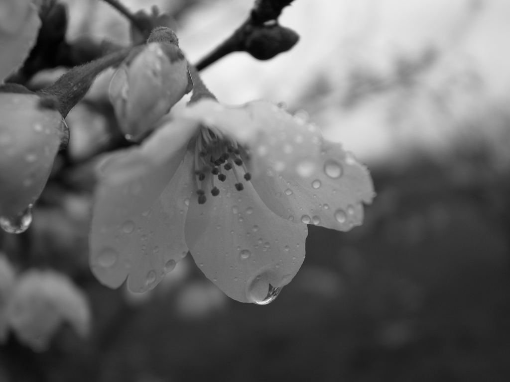 桜が咲くと