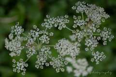 ミクロな花の星