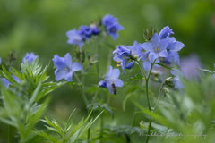 夏に待つ花　ハナシノブ