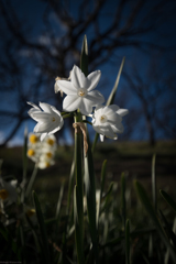 白い水仙