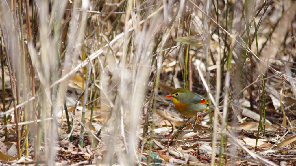 どこから来たの