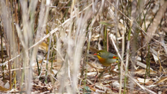 どこから来たの