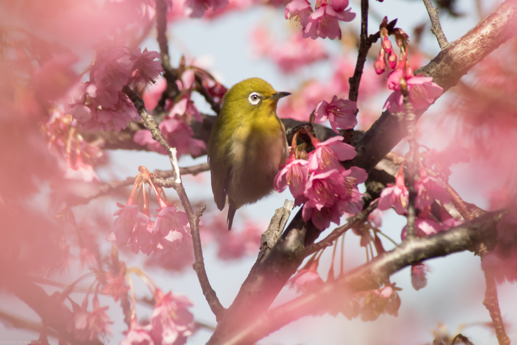 ふっ　メジロ
