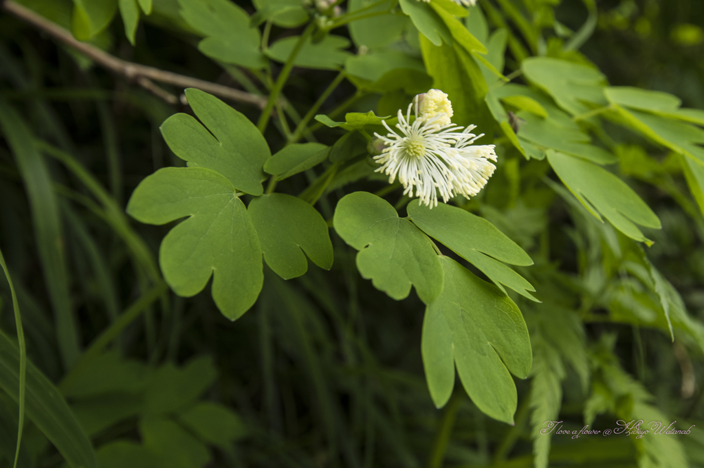 葉っぱも可愛い唐松草