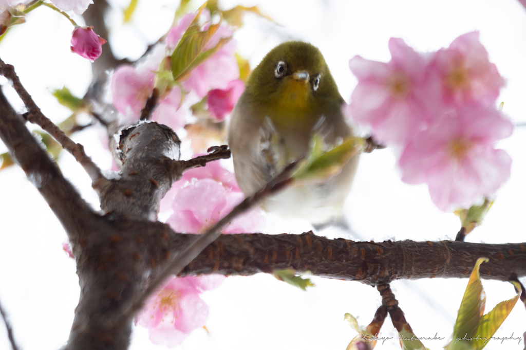 雪降る空にメジロ来たる