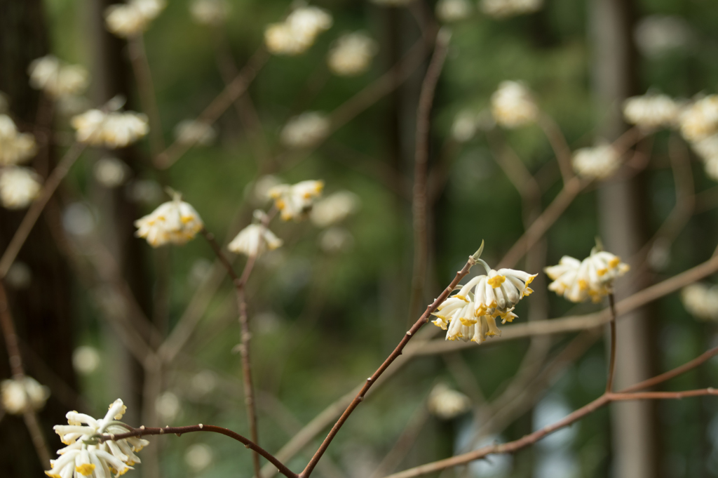 きずなの花