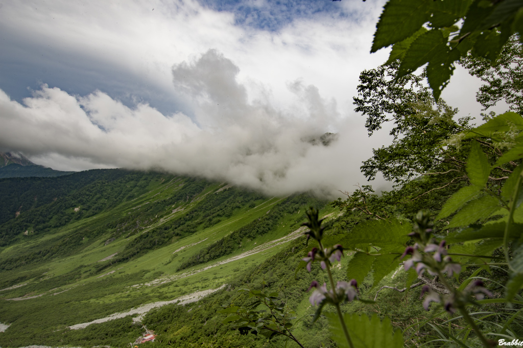 みちばたの花　やすらぐひととき（四葉塩竃）