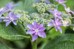 ダンスパーティー　星の形に願いを