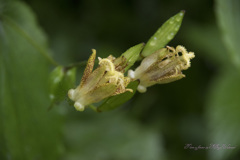 小雨に蕾 タマガワホトトギス（玉川杜鵑）