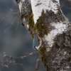 活発な野鳥