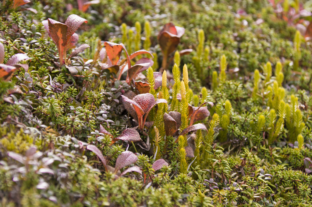 稜線の小さな紅葉