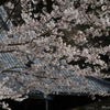 鎌倉・桜だより