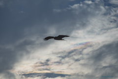 秋空の彩雲