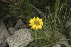 一輪挿しの兎菊