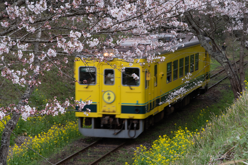 春景色・菜の花列車