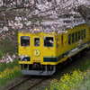 春景色・菜の花列車