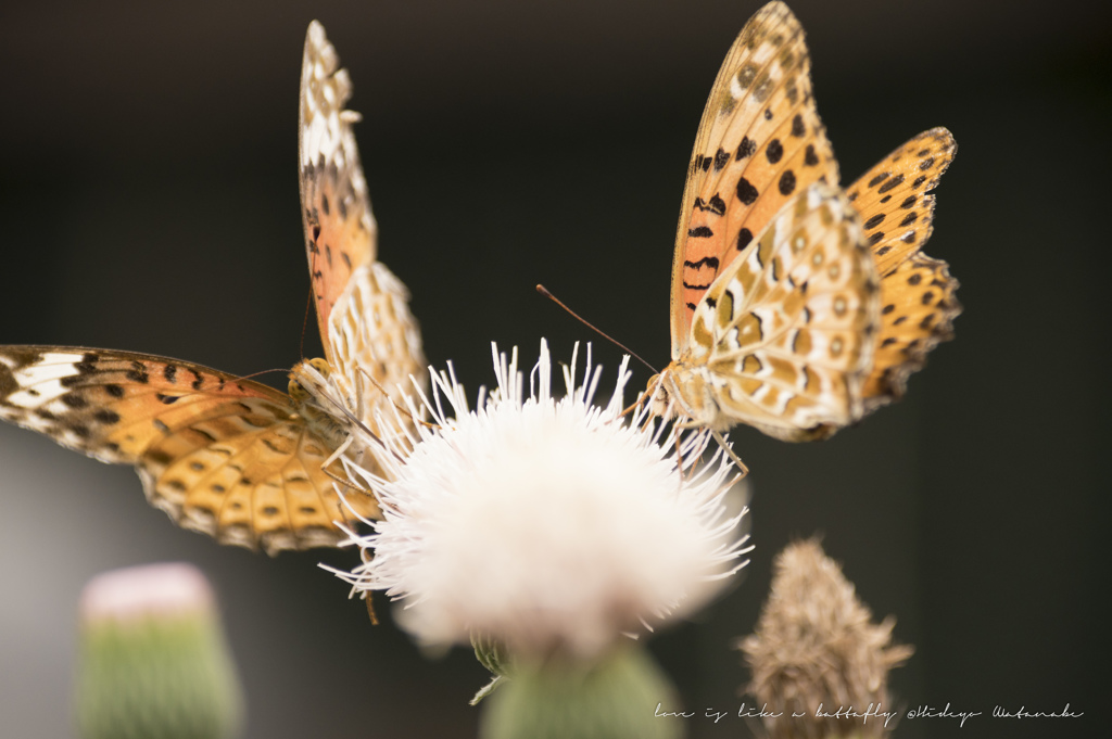 カップルでお食事に夢中