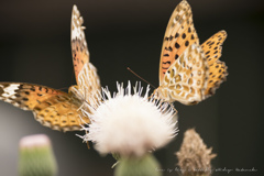 カップルでお食事に夢中