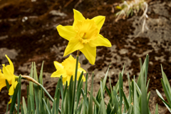 スイセンだって上を向くんだ