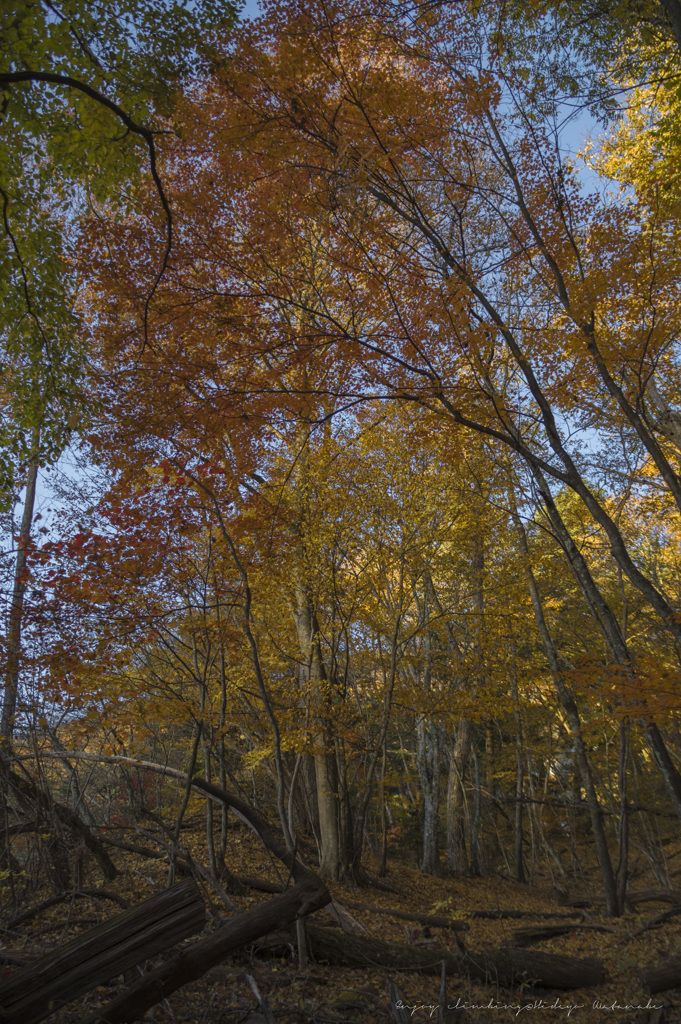 登山道の紅葉