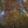 登山道の紅葉