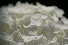 純白の紫陽花　～　雲海のように
