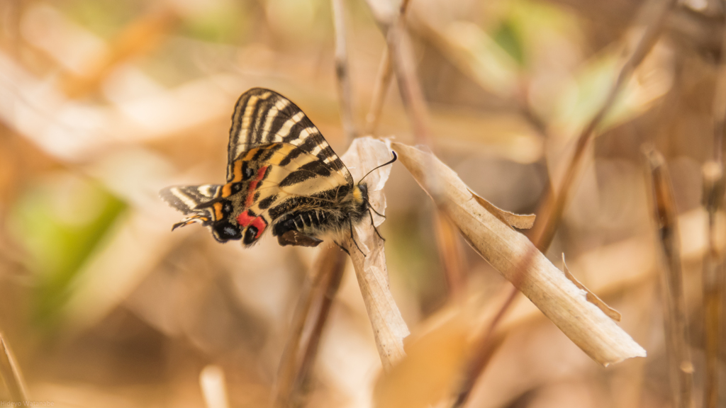 春風にギフチョウ