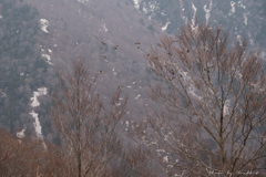 野鳥の群れ