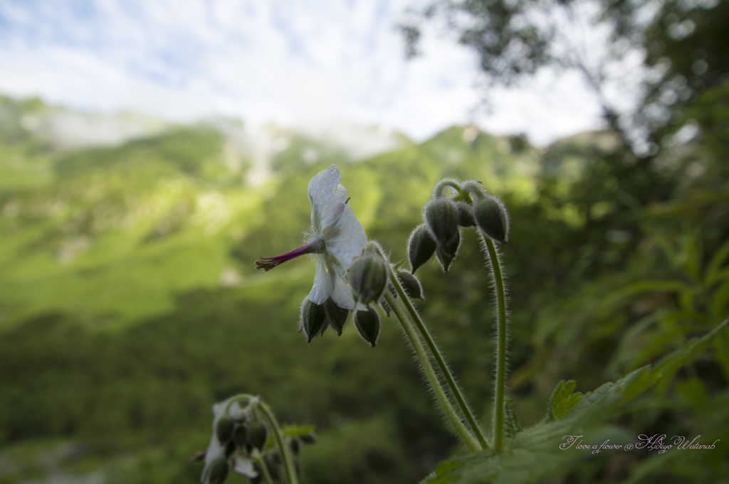 白花高嶺郡内風露