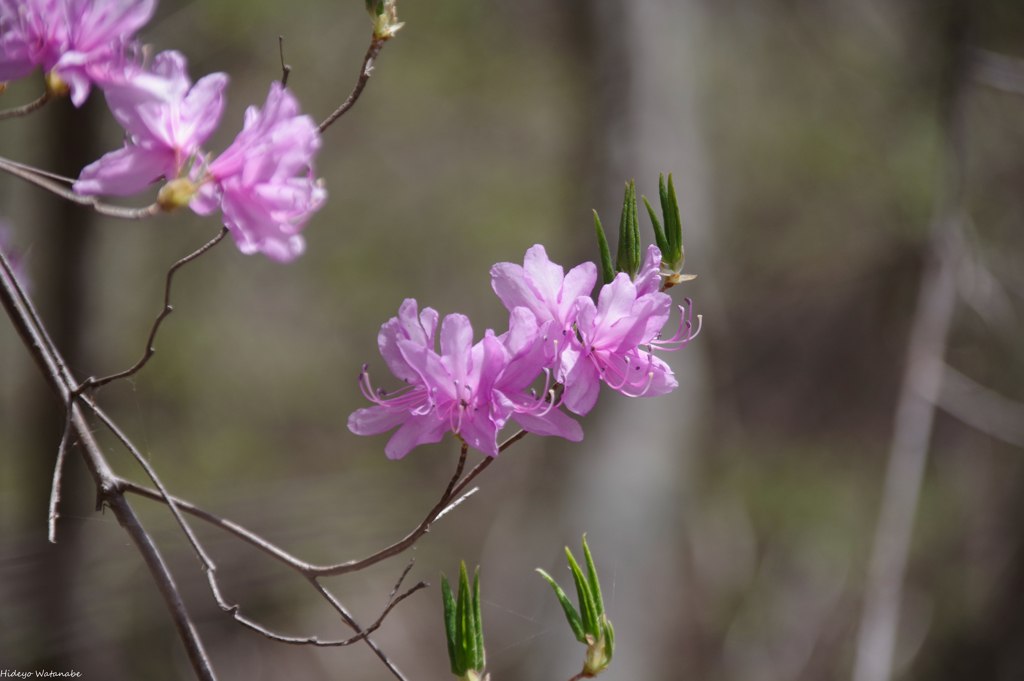 渓流のミツバツツジ