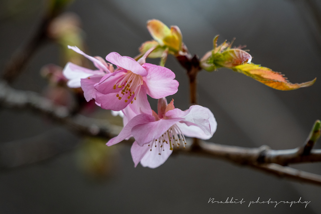 寒む空のもと桜咲く