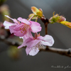 寒む空のもと桜咲く