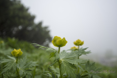 霧中に佇むシナノキンバイ　咲き始め