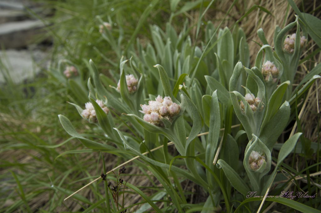 高嶺矢筈母子/タカネハヤズハハコ　　って何故