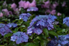 露に潤う紫陽花の園