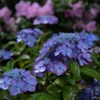 露に潤う紫陽花の園