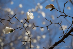 春色の公園