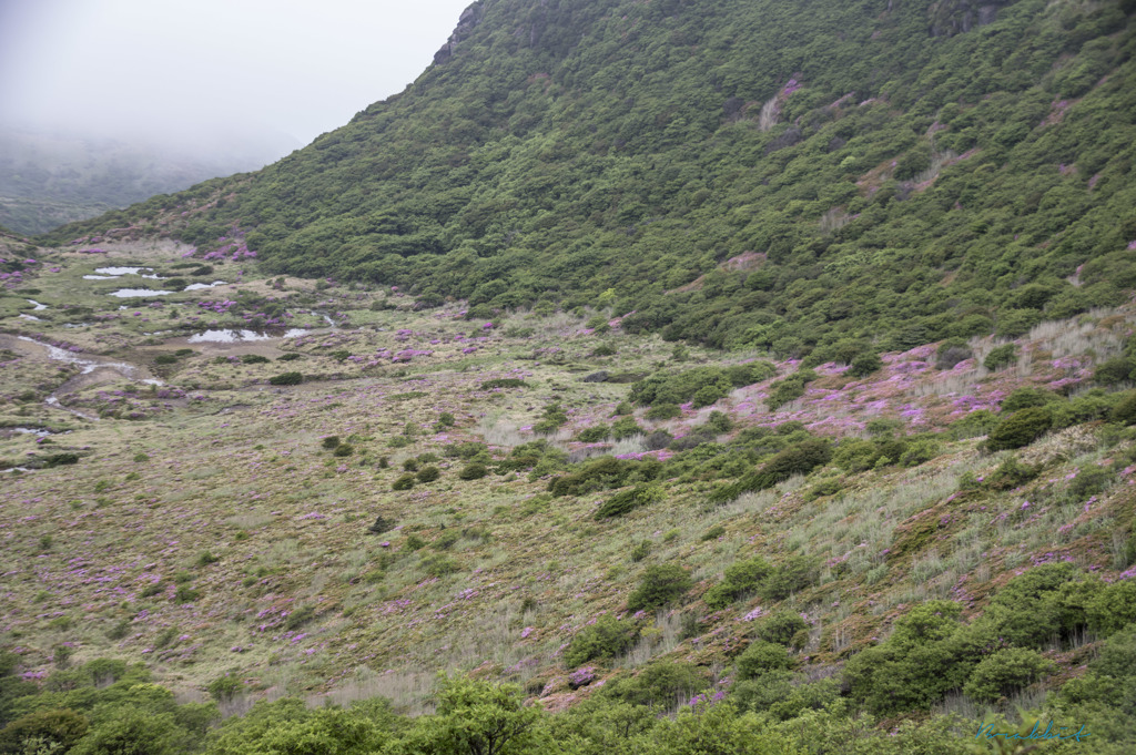 九重、星生山の麓、ミヤマキリシマの群生