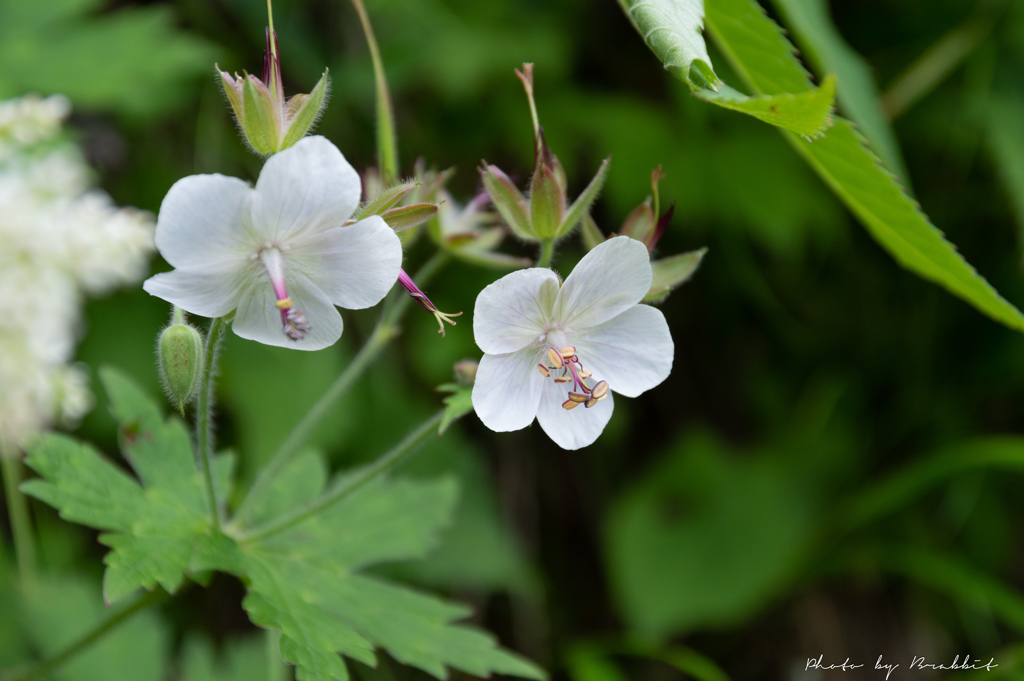 白花