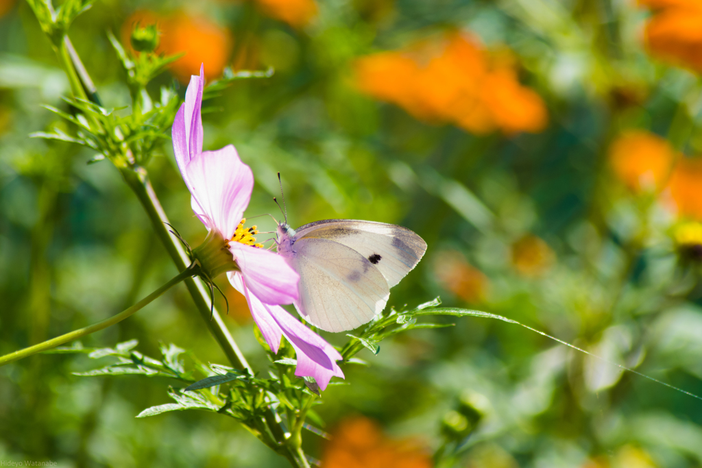 柴の野菜畑　モンシロチョウ