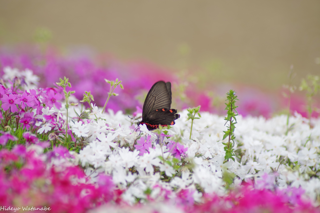 バトルしたんだね