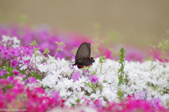 バトルしたんだね