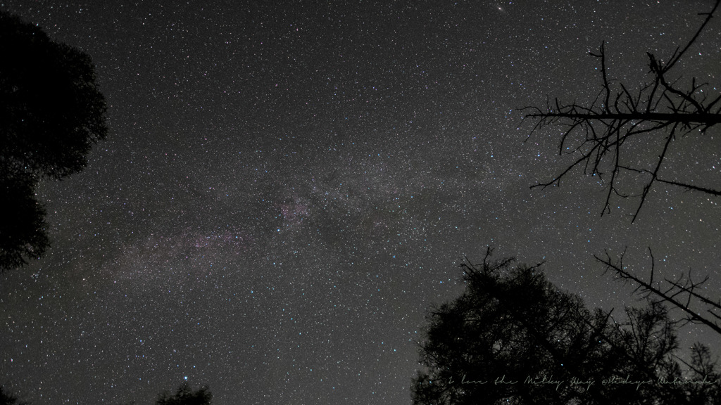 静かな森の星空