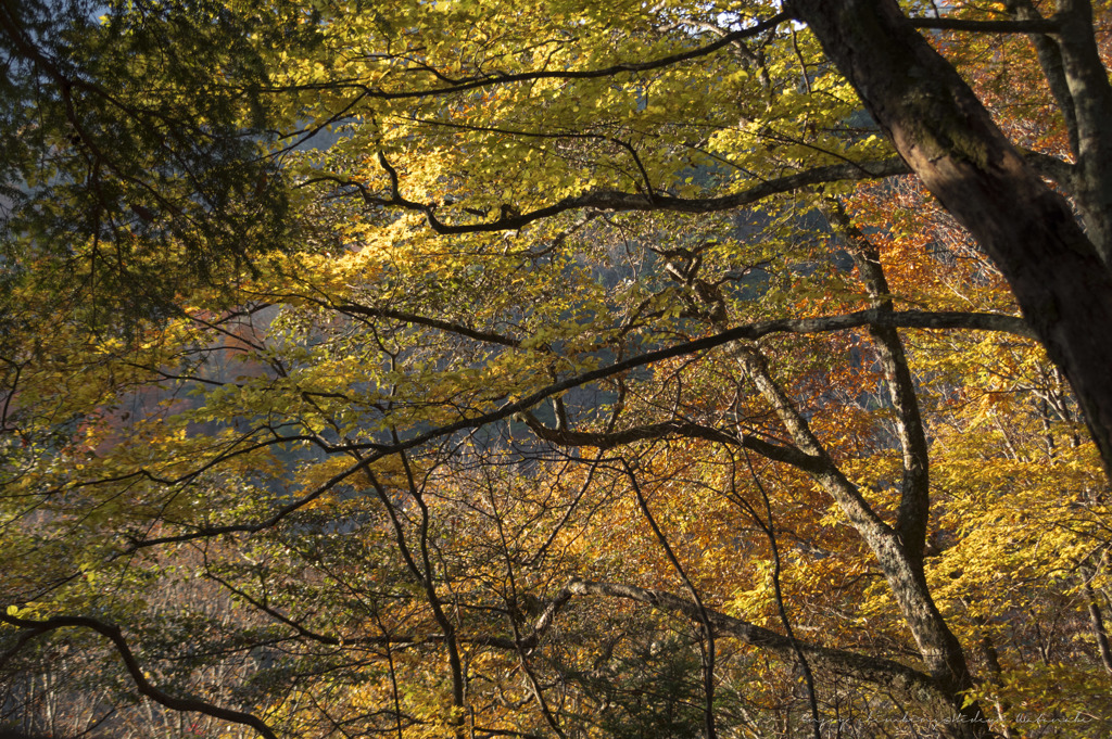 登山道の紅葉を楽しむ