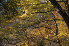 登山道の紅葉を楽しむ